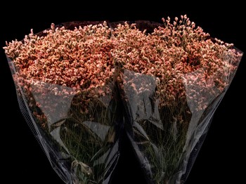 LIMONIUM CORAL 50